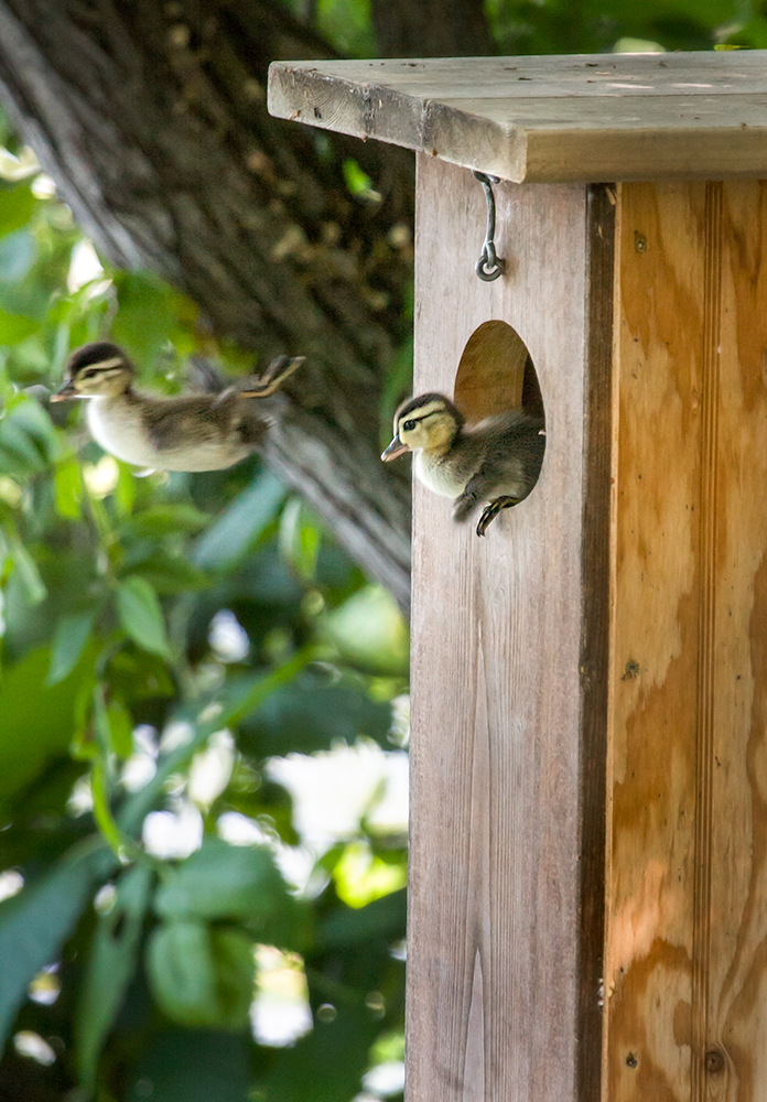 Leap of Faith