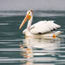 Lots of Pelicans