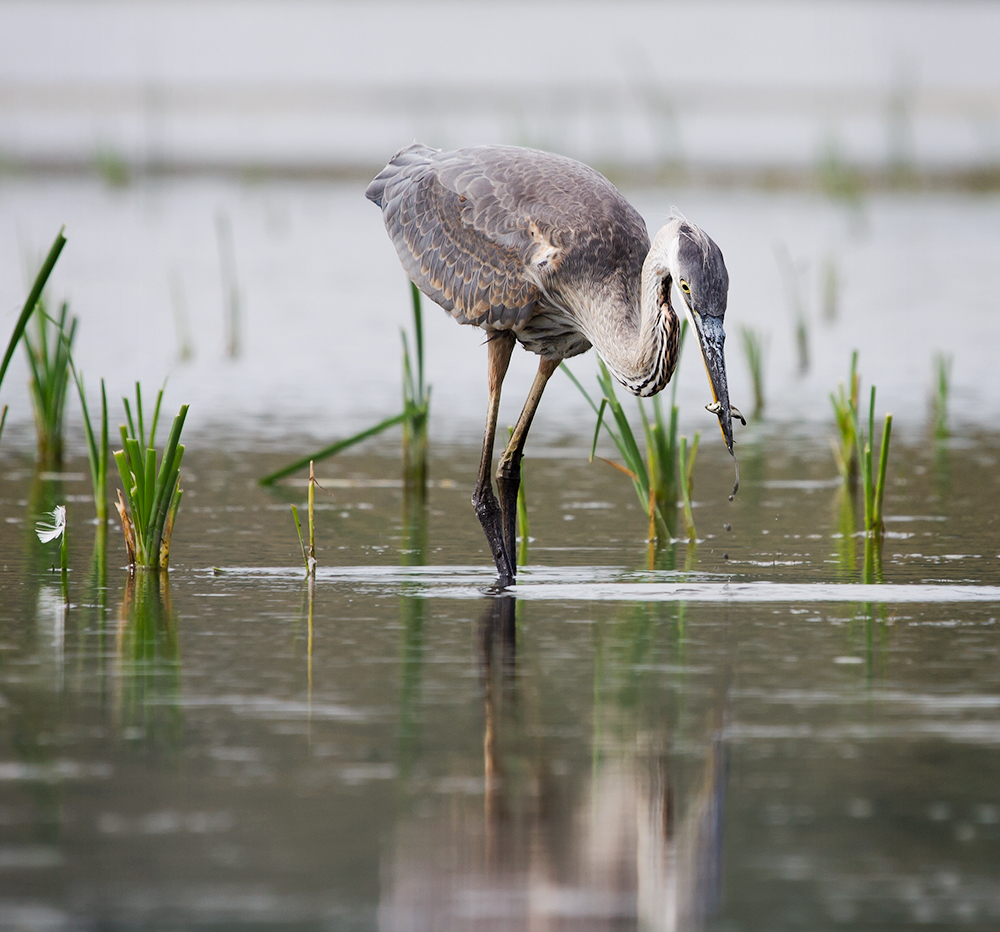 A Yummy Muddy Minnow