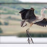 Ballet du Heron