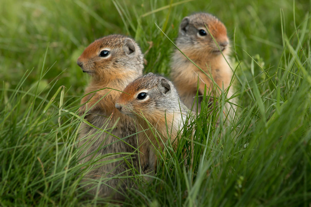 Three Amigos by Behrfeet