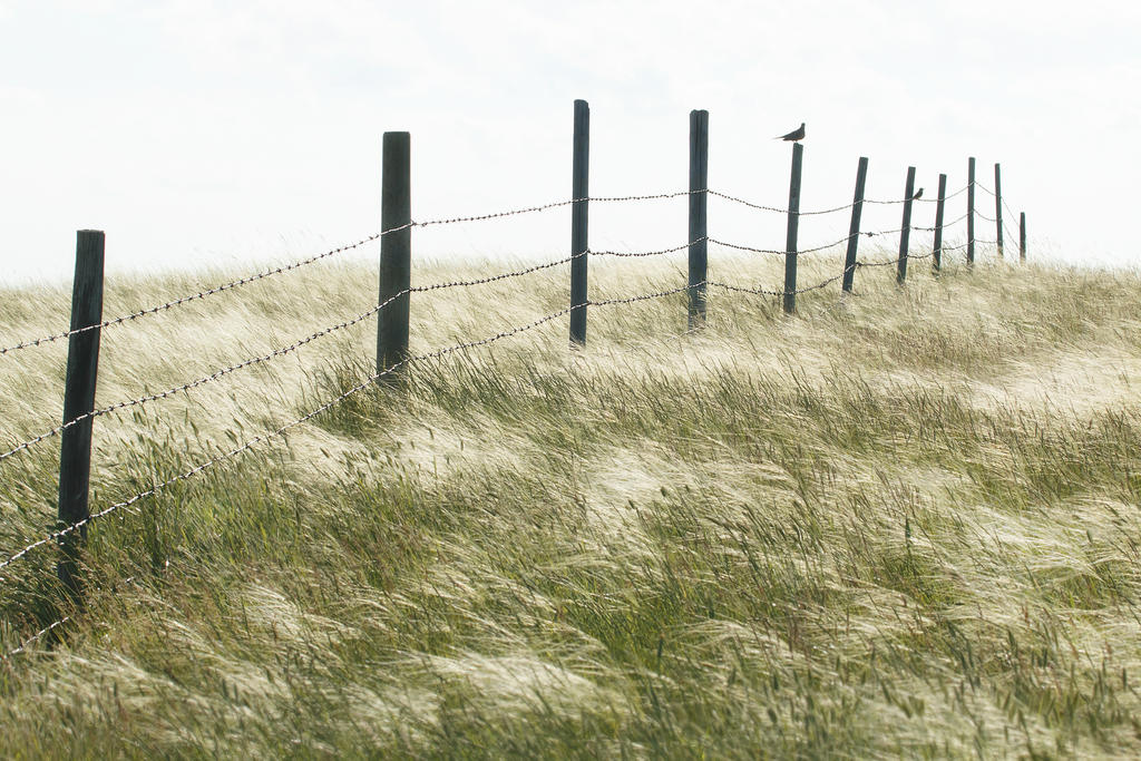 True Prairie by Behrfeet on DeviantArt