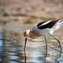 Graceful Wader