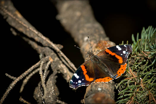 Morning Butterfly