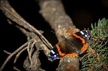 Morning Butterfly