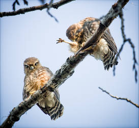 Fledgling Merlins