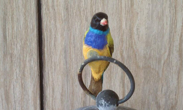 Gouldian Finch - Front View