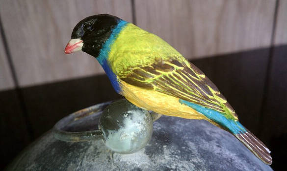 Gouldian Finch