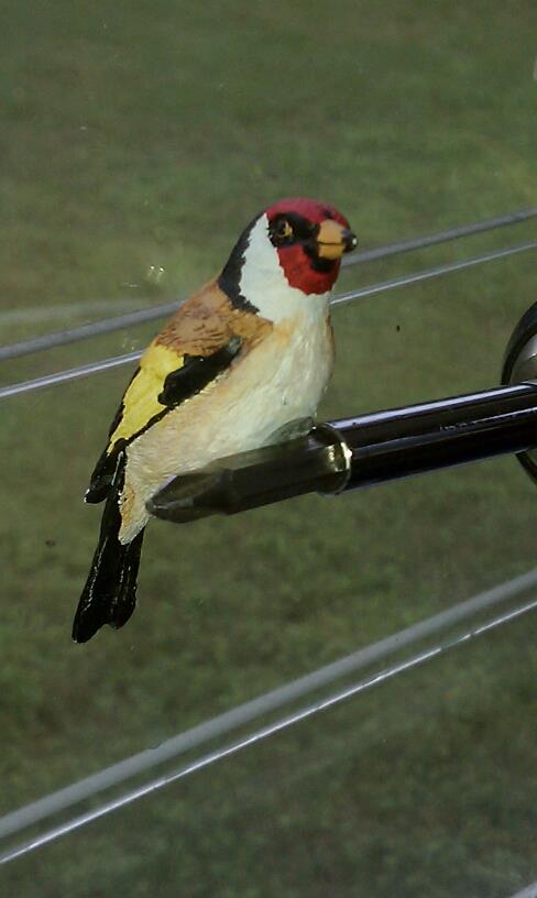 European Finch - Front View