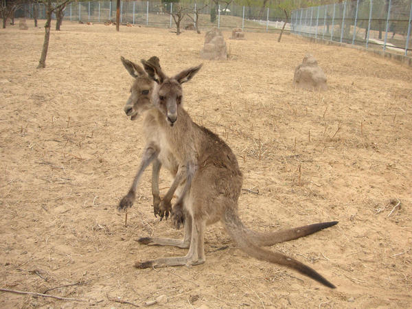 Distorted Kangaroo Strange Kangaroo by hansonstage on DeviantArt