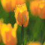 Yellow Tulip