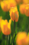 Yellow Tulip by goldleaf09