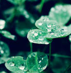 diamond drops by bailey--elizabeth