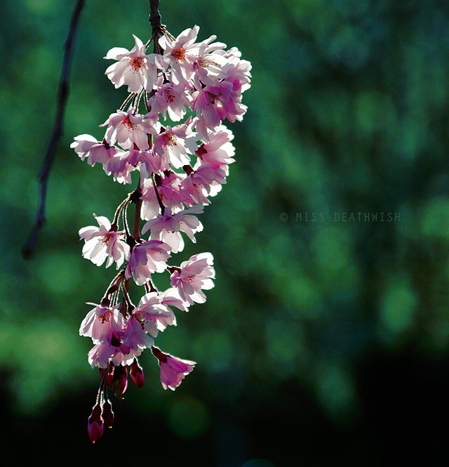 cherry blossom