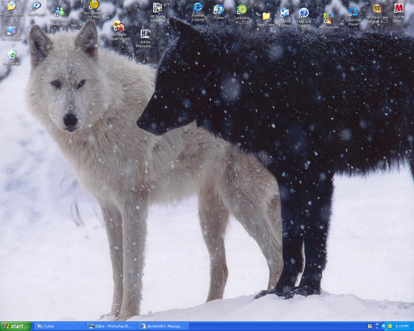 Black and White wolves desktop