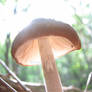Mushroom Time