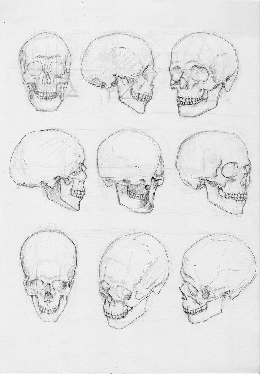 Body Studies Skull 01 By Bizoruazul On Deviantart Body Studies Skull 01 By Bizoruazul On Deviantart