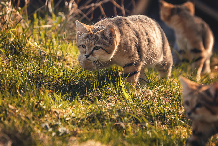 Sand cat