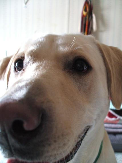 Dog. the Rappist. by Grotesqueisbeauty on DeviantArt