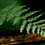 Forest - bracken 02