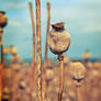 Poppy Seed Head