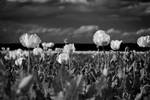 White Poppy Field by rejmann