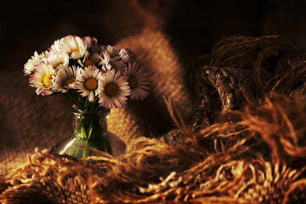 Daisies photography by rejmann