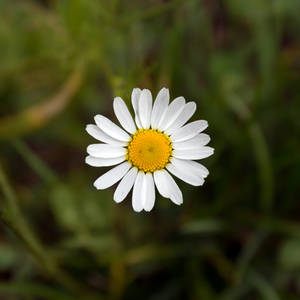 Daisy