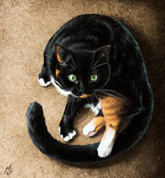 Cat portrait