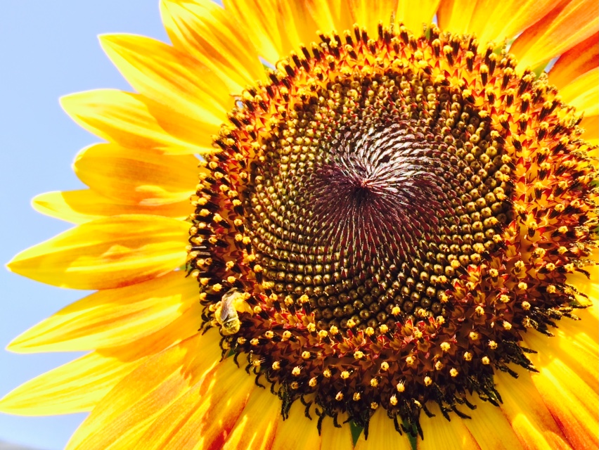 Bee on Flower