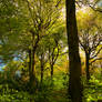 Spring Canopy