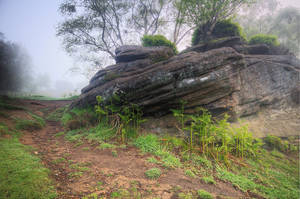 Yorkshire Fog II by taffmeister