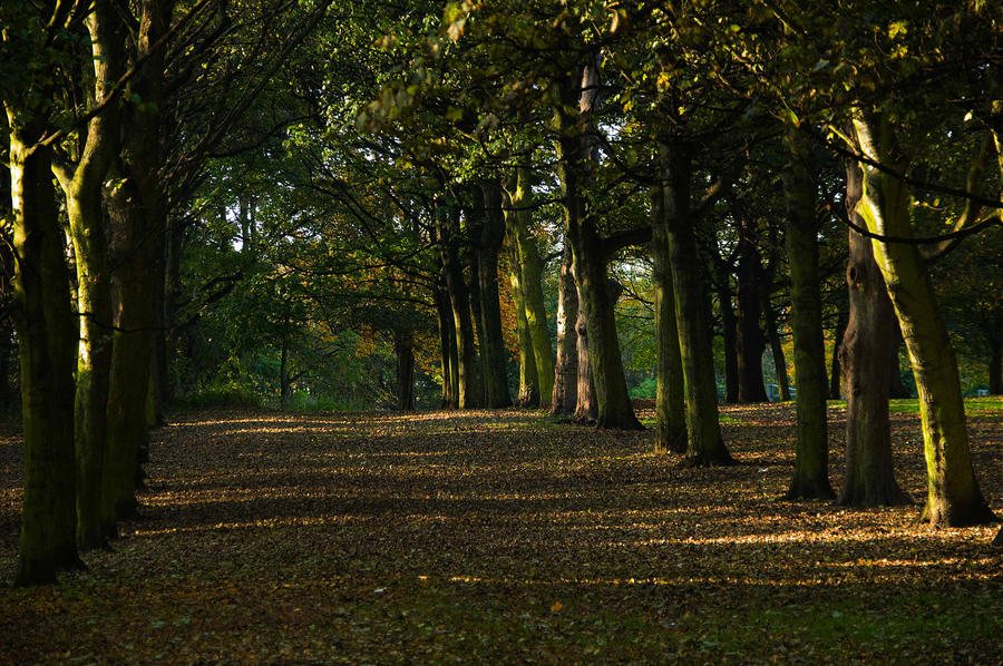 Autumn Avenue