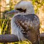 Kookaburra