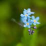 Forget Me Not