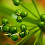 Wild Garlic Seed Head