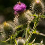 The Fly and Thistle