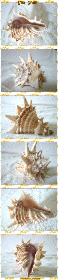 SeaShell