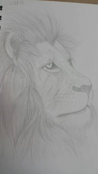 Lion's pride.