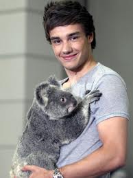 Liam plus Koala equals Adorableness