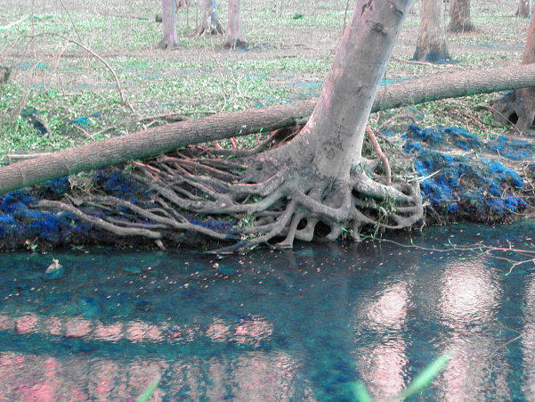 Cool Roots by hotrodcadilac on DeviantArt