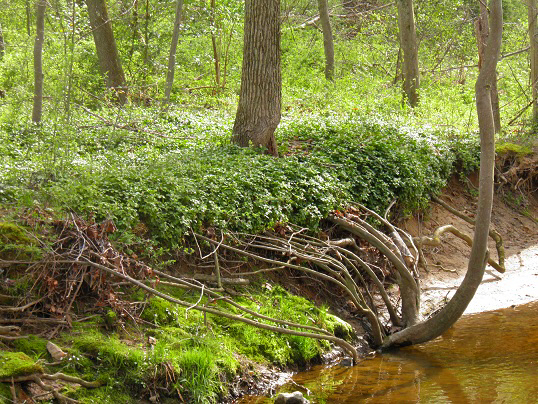 Cool Roots Very Cool Roots by hotrodcadilac on DeviantArt