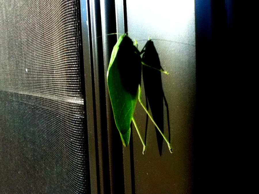 Weird-Ass Leaf Bug