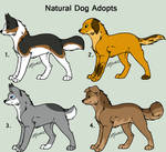 Natural Dog Adopts *3 Left* by FaineSpades