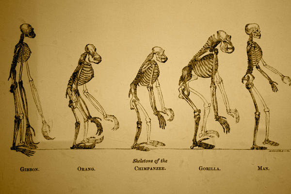 Evolution Pict 'Evolution' by danielleburt on DeviantArt