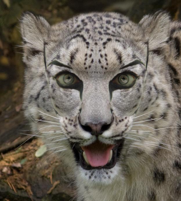 White Leopard Makeup