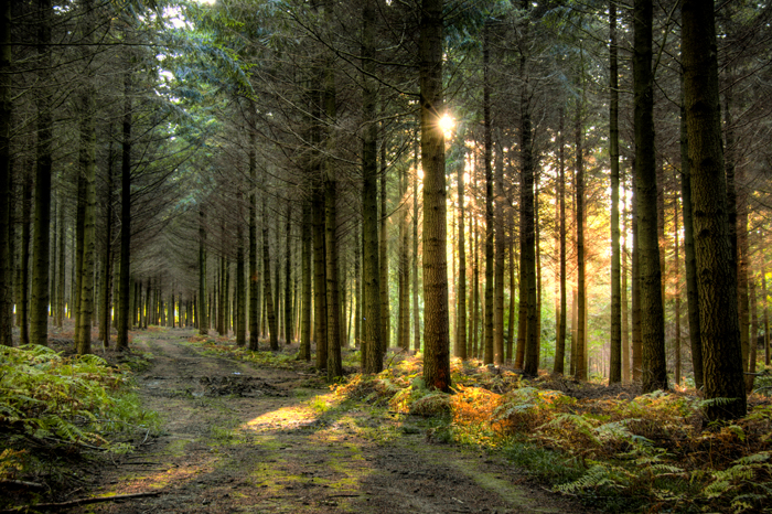 Pine Woodland, West Sussex