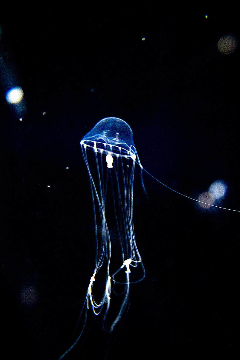 Cute Jelly