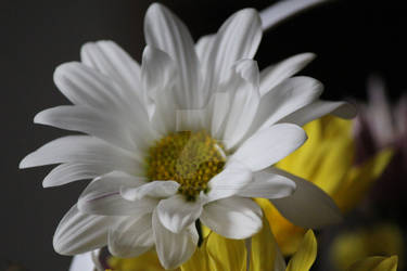 White petals