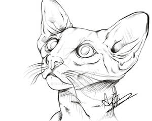 Kitty Sketch